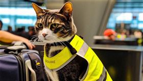 荷蘭海關宣布將部署全球首隻「緝毒貓」。（圖／翻攝自荷蘭海關 臉書）