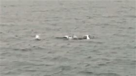雲林麥寮外海發現白海豚布袋海巡隊執行「台灣白海豚復育專案」，1日清晨在雲林麥寮外海發現6至8隻白海豚聚集。（布袋海巡隊提供）中央社記者蔡智明傳真  112年4月1日