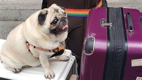 賴品瑜接獲民眾陳情，有狗狗於隔離中死亡（圖／翻攝賴品妤臉書）