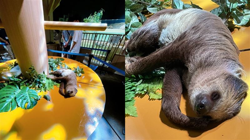 樹懶不在樹上倒地爽睡！飼育員尷尬曝原因