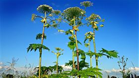 英國最危險植物，大豬草，4歲女童誤觸，手部紅腫冒巨大水泡 (圖／PIXABAY)