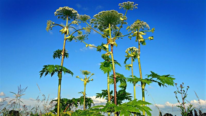 研究：植物這情況會出聲每小時叫50次