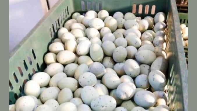 網傳囤蛋照「上百顆發霉長蛆」　真相曝光