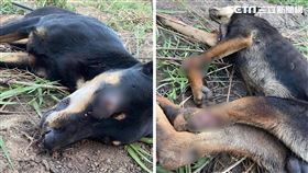 台中大肚河堤一隻浪浪右眼遭戳瞎，3腳遭斷，動保志工將牠救回。（圖／張先生授權提供）