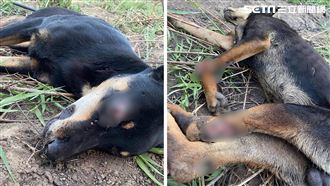 獨／浪浪眼瞎3腳斷　志工：心已死不通報