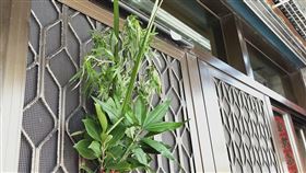 艾草,門口,驅邪（圖／翻攝自爆廢公社）