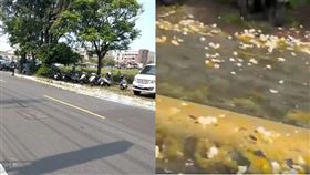 蛋車行經籃子滑落，整條路遭到蛋洗。（圖／翻攝自記者爆料網）