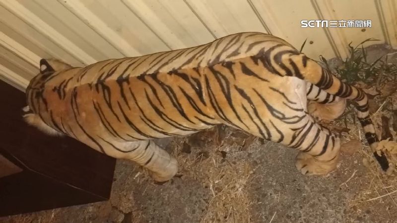 狒狒之亂才落幕　騎士驚見路邊有「老虎」