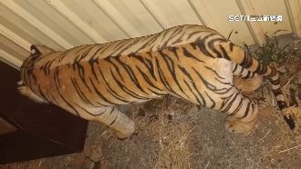 狒狒之亂才落幕　騎士驚見路邊有「老虎」