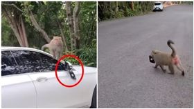 新竹飛鳳山猴子偷賓士車後照鏡子。（圖／翻攝自爆怨公社臉書社團）