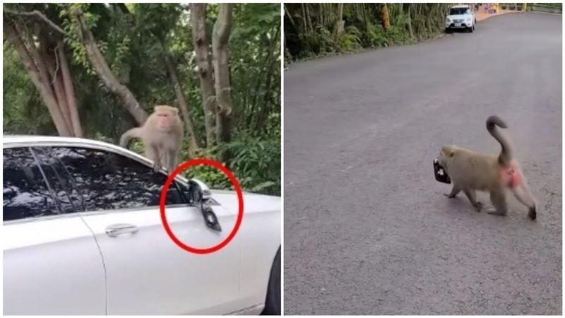 猴子狠拆賓士車後照鏡　車主崩潰了