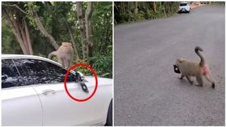 猴子狠拆賓士車後照鏡　車主崩潰了