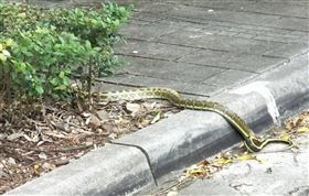 清明節,掃墓,紅斑蛇,龜殼花,眼鏡蛇,動報處,新北市,蛇吻,雨鞋,