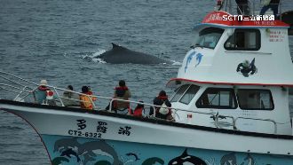 兒童節溜小孩！花蓮外海見「母子大翅鯨」