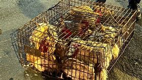 天將奇雞,華江橋頭,板橋,雞籠