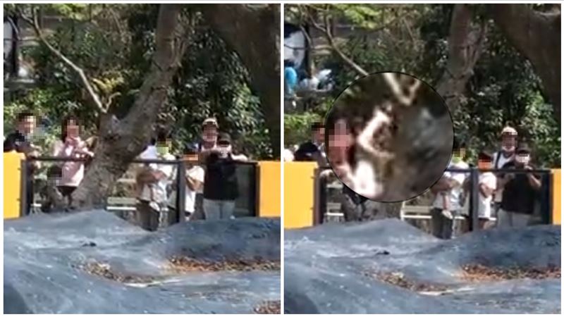 兒動物園餵食家長拍手！網罵：全家沒水準