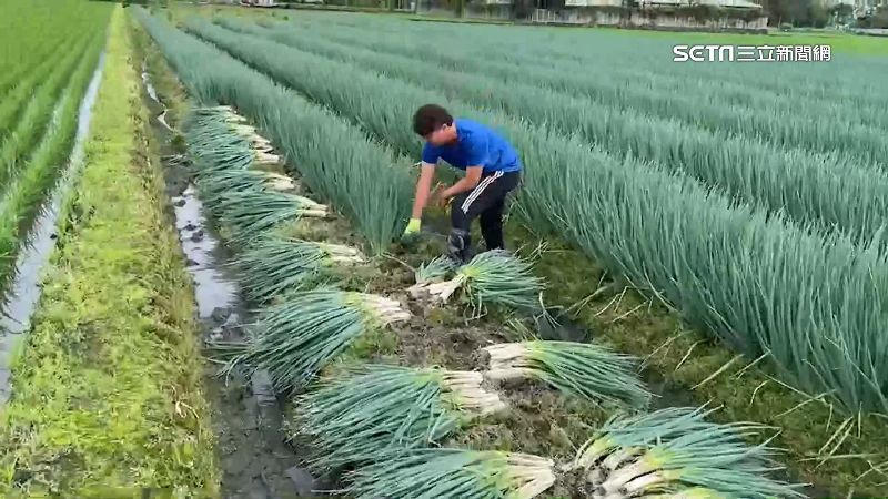 極端氣候+蟲害！三星蔥銷量、產量大減70%