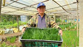 年薪百萬,珠蔥,蔥農,葉瑞建,深坑,新北,上班族,