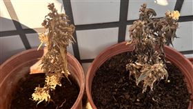 大麻,種植,枯萎,堅持,失敗,高雄市刑大