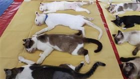 基金會為177隻貓結紮，並將活動過程記錄下來。（圖／翻攝自PPBCC Philippine Pet Birth Control Center Foundation）