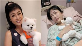 女星唐玲養小狗伴人生低潮。（圖／記者游定剛拍攝）