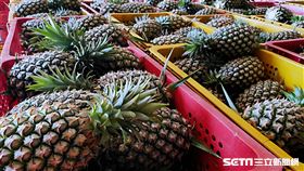 ▲17號金鑽鳳梨 銀獅農場奪冠軍 鳳梨那麼厲害 戴帽子（圖／記者許雅惠攝影）