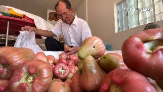 獨／蓮霧攤變算命攤　果農斜槓命理師