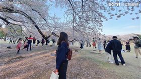 ▲新宿御苑的櫻花滿開（圖／今嵐醬遊 提供）

