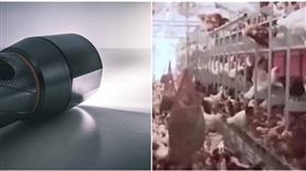 「拿手電筒嚇雞」1100隻死亡　男子下場GG了（示意圖／Pexels、翻攝自極目新聞）僅限該新聞使用