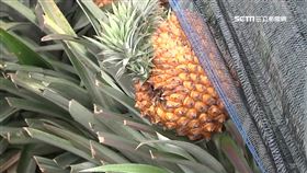 1斤1元! 鳳梨價格崩盤 果農棄收怨慘賠