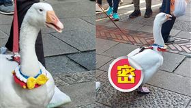 寵物,鵝,飼主,尿布