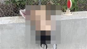 高度仿真人的情趣娃娃，掛在員林大排護欄上，被誤認為是「爆乳女屍」。（名家－鏡周刊）