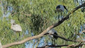 垃圾雞，澳洲白䴉，鳥
（圖／翻攝自YouTube@Blinsaff）