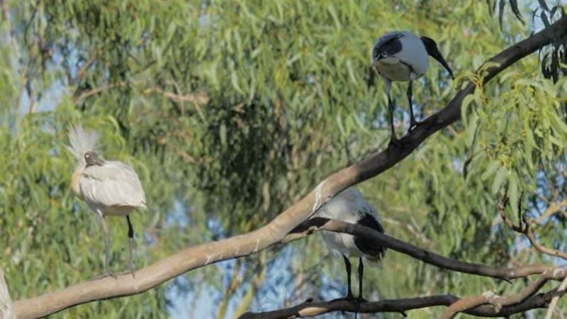 最惡「鳥類」竟是外來種剋星　吞滅毒蟾蜍