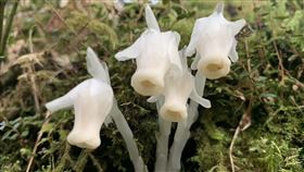 阿里山水晶蘭(羅東林區管理處提供)