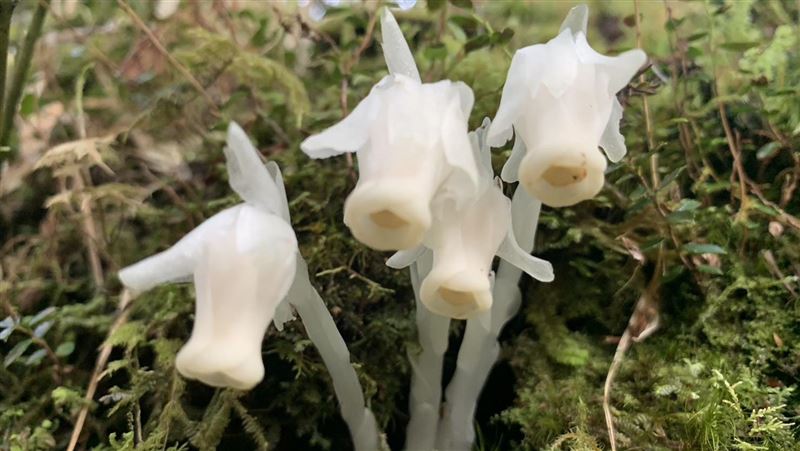 快上太平山!罕見「死亡之花」現蹤了