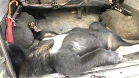 違法捕獵,台灣黑熊,涉案,野生動物保護法