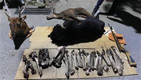 違法捕獵,台灣黑熊,涉案,野生動物保護法