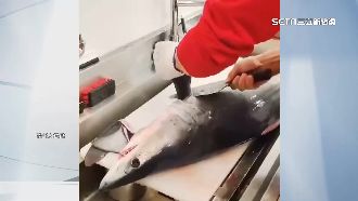 獨／賣保育類？海產店直播宰殺「大白鯊」