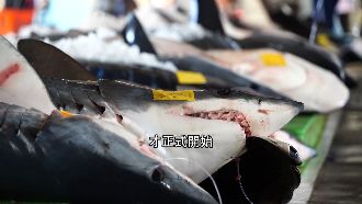 漁業非法捕撈盛行　台灣遭批「鯊魚墳場」