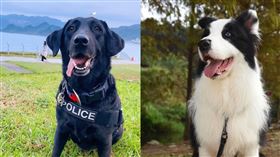  圖／翻攝自新北警犬隊臉書