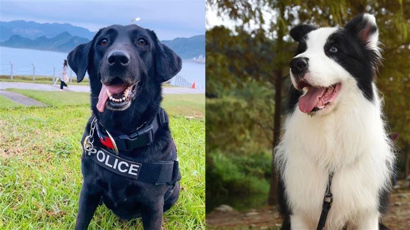 開放認養！新北5隻警犬退休　燦笑找家中