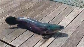 日月潭，潭中惡霸魚虎，兇猛，跳出岸上漁排，生命力旺盛