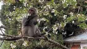 大島櫻,櫻花,台灣獼猴,搶食,阿里山