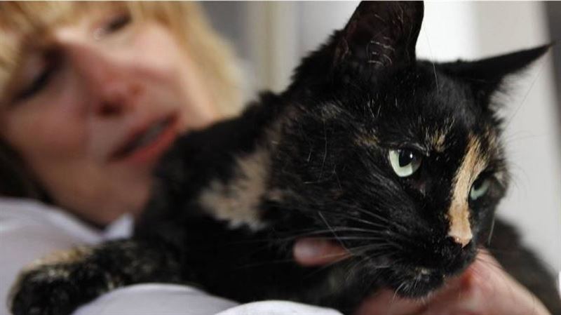 喵星人能活多久？英國貓32歲＝人類144歲