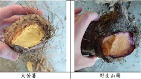 0409大苦薯(台北榮總臨床毒藥物防治諮詢中心)