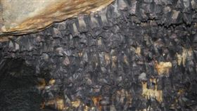 0409馬堡病毒(美國cdc)