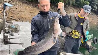 趁日月潭低水位　釣魚達人釣12斤魚虎除害