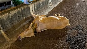 小牛,國道8號,安定,新吉路段,台南,汽車,