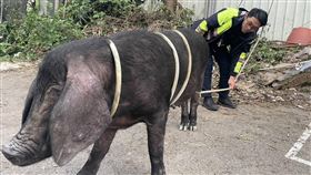 黑豬,龜山,民宅,圍捕（圖／翻攝畫面）
